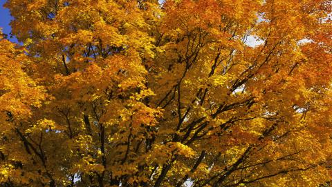 image of tree in full fall colours