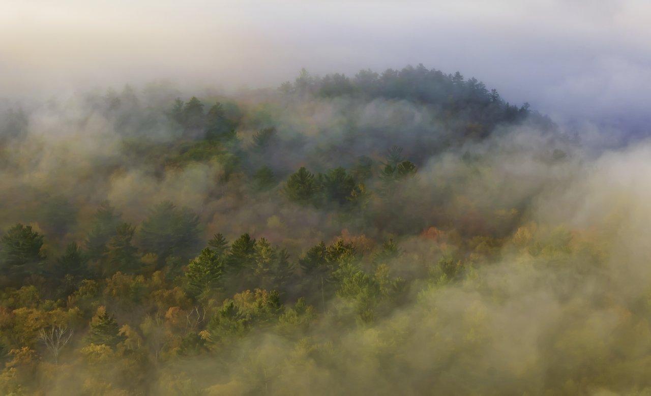 Picture of foggy algonquin forest