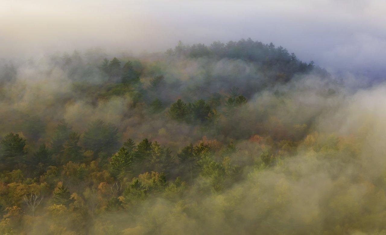 Picture of foggy algonquin forest 