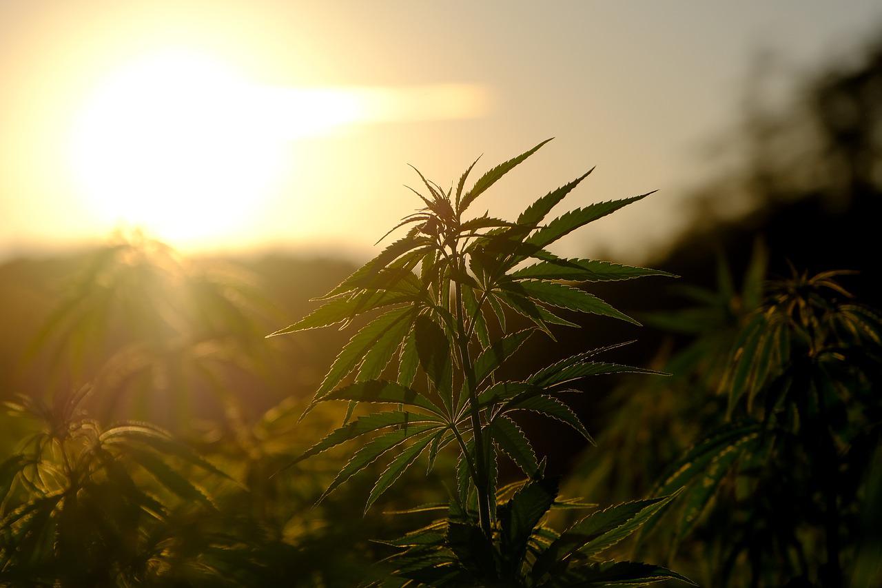 Image of Cannabis from Pixabay
