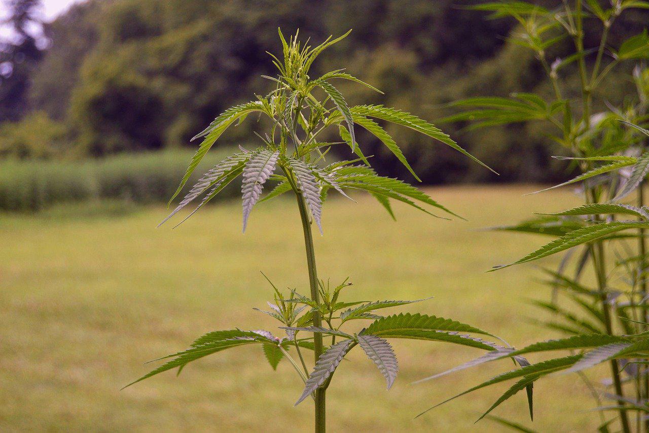Image of Cannabis from Pixabay