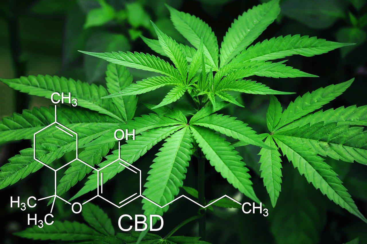 Image of Cannabis from Pixabay