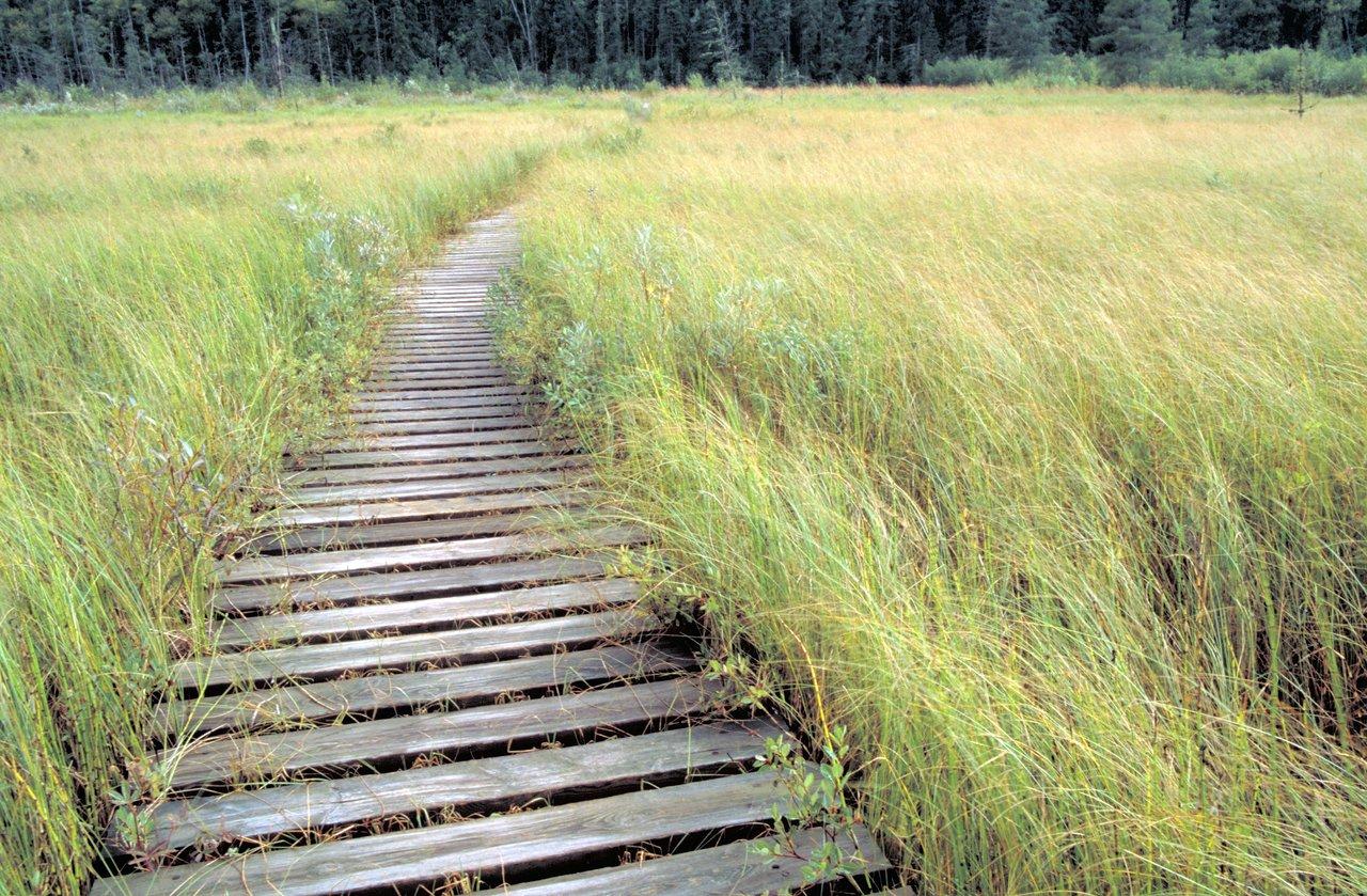 image of a path in a Conservation Area © Destination Toronto