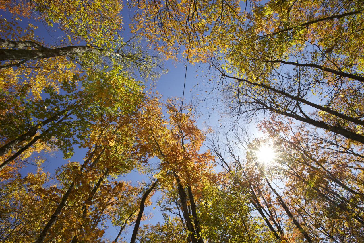 image of ground view of tree tops in the fall