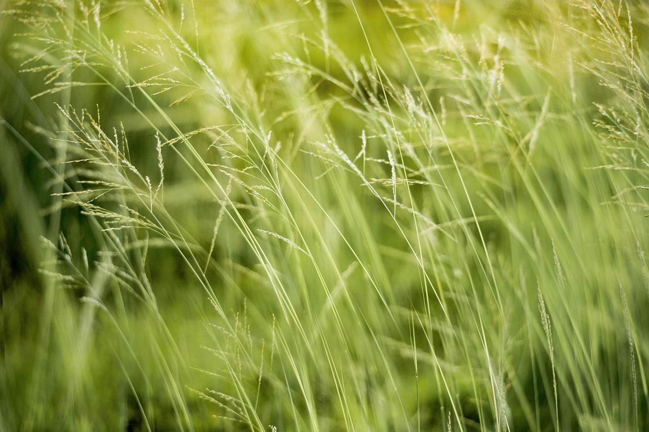 image of grass blowing in the wind