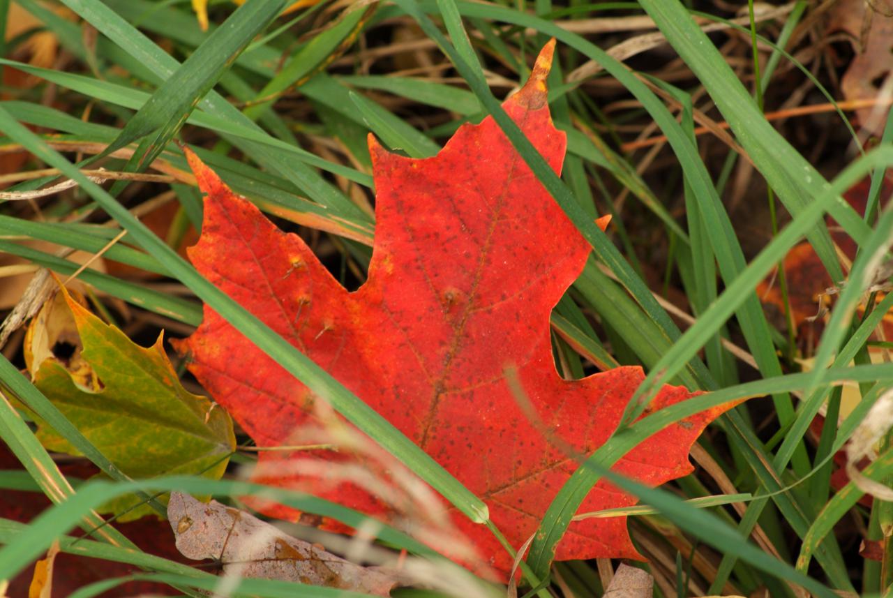 Picture of a Maple Leaf in grass
