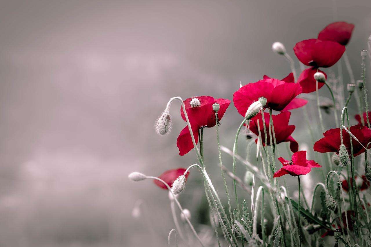 Image of poppies from Pixabay