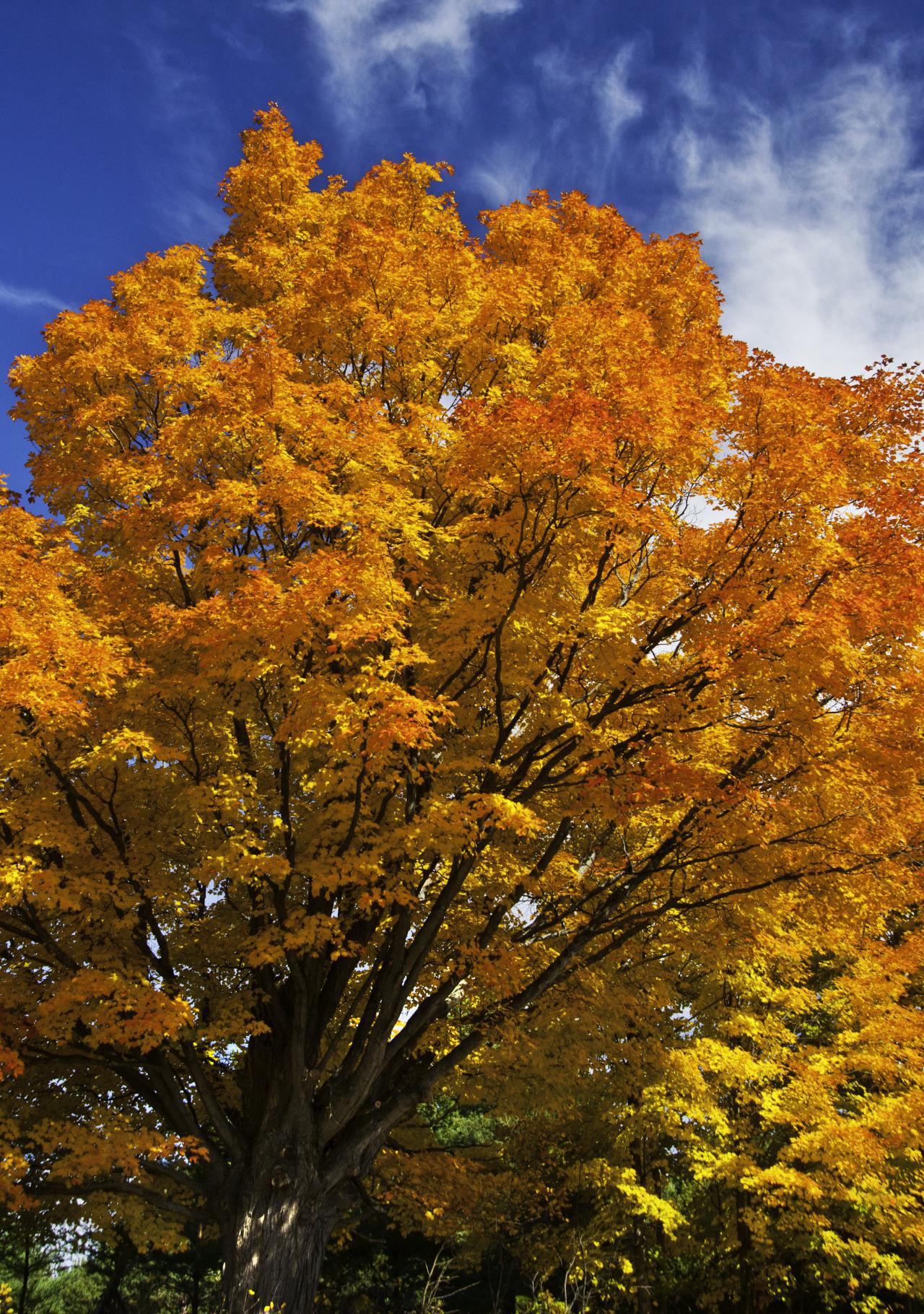 image of tree in full fall colours