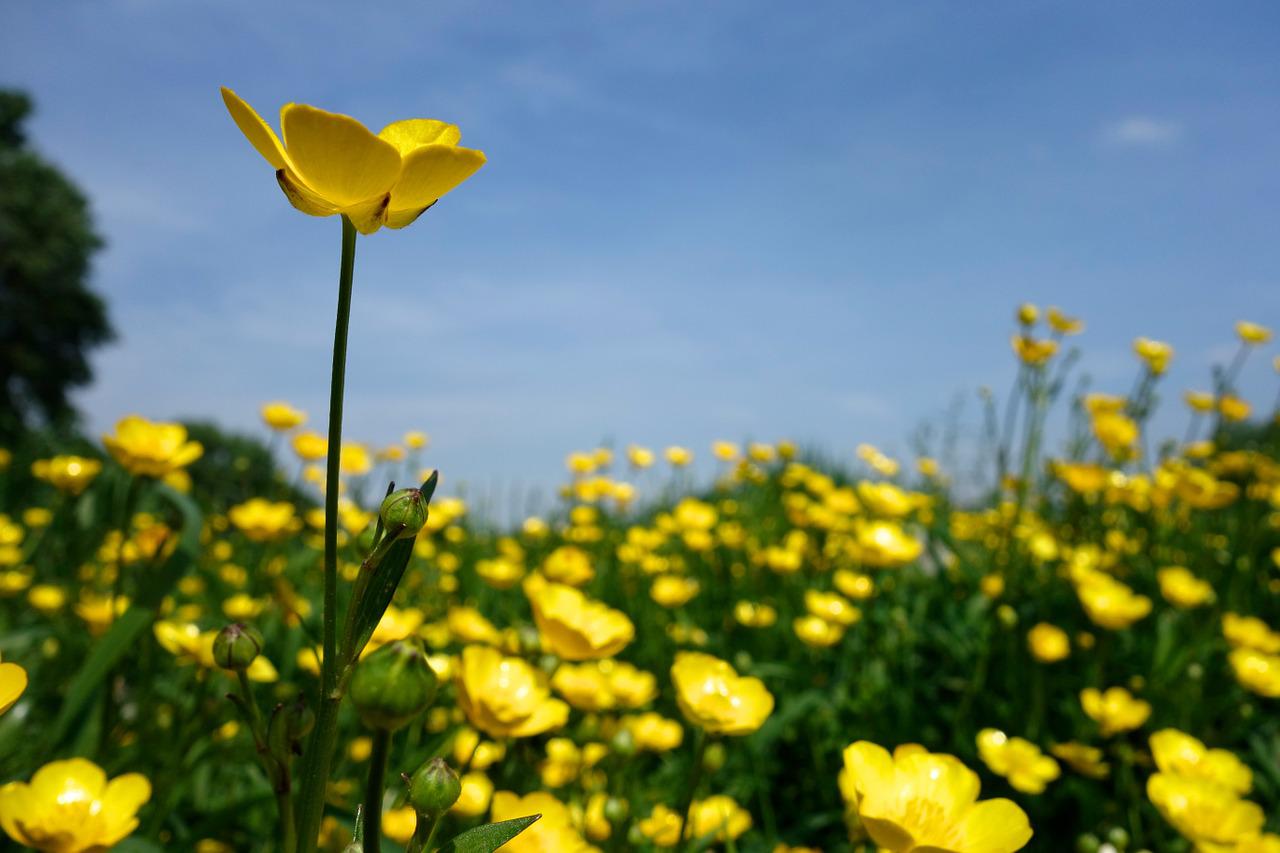 Image of buttercups from Pixabay