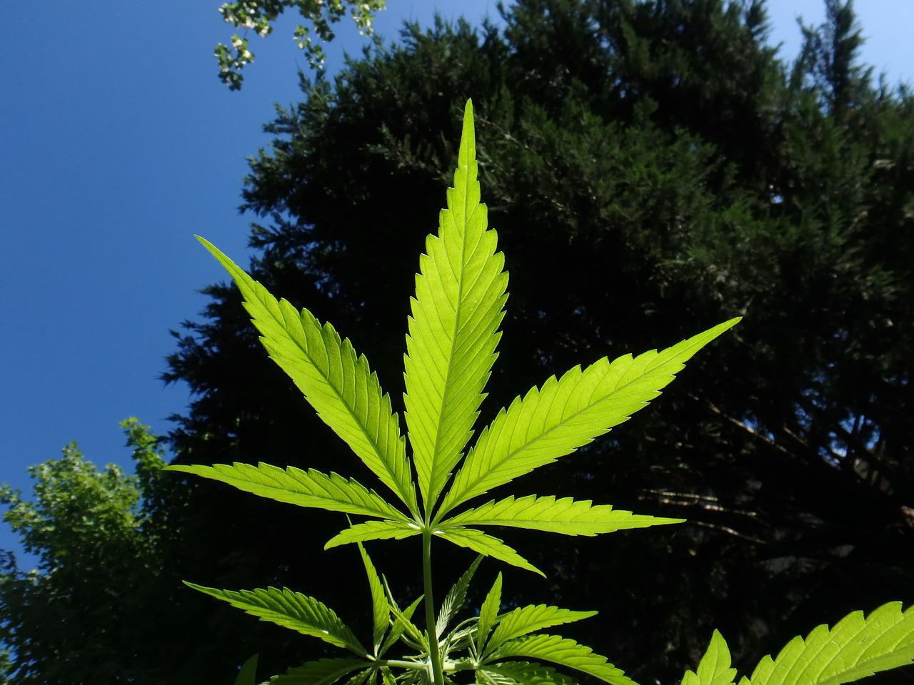 Cannabis plant