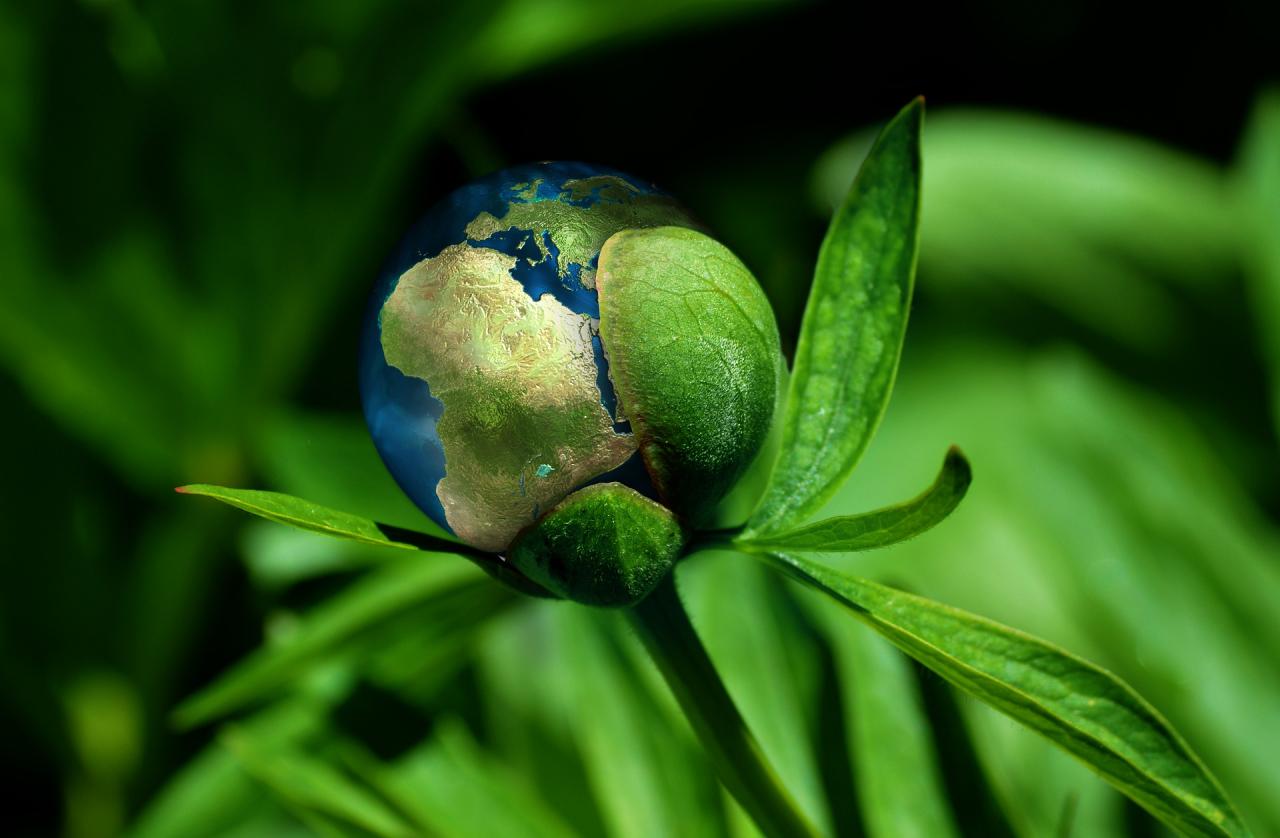 Image of the world in a plant