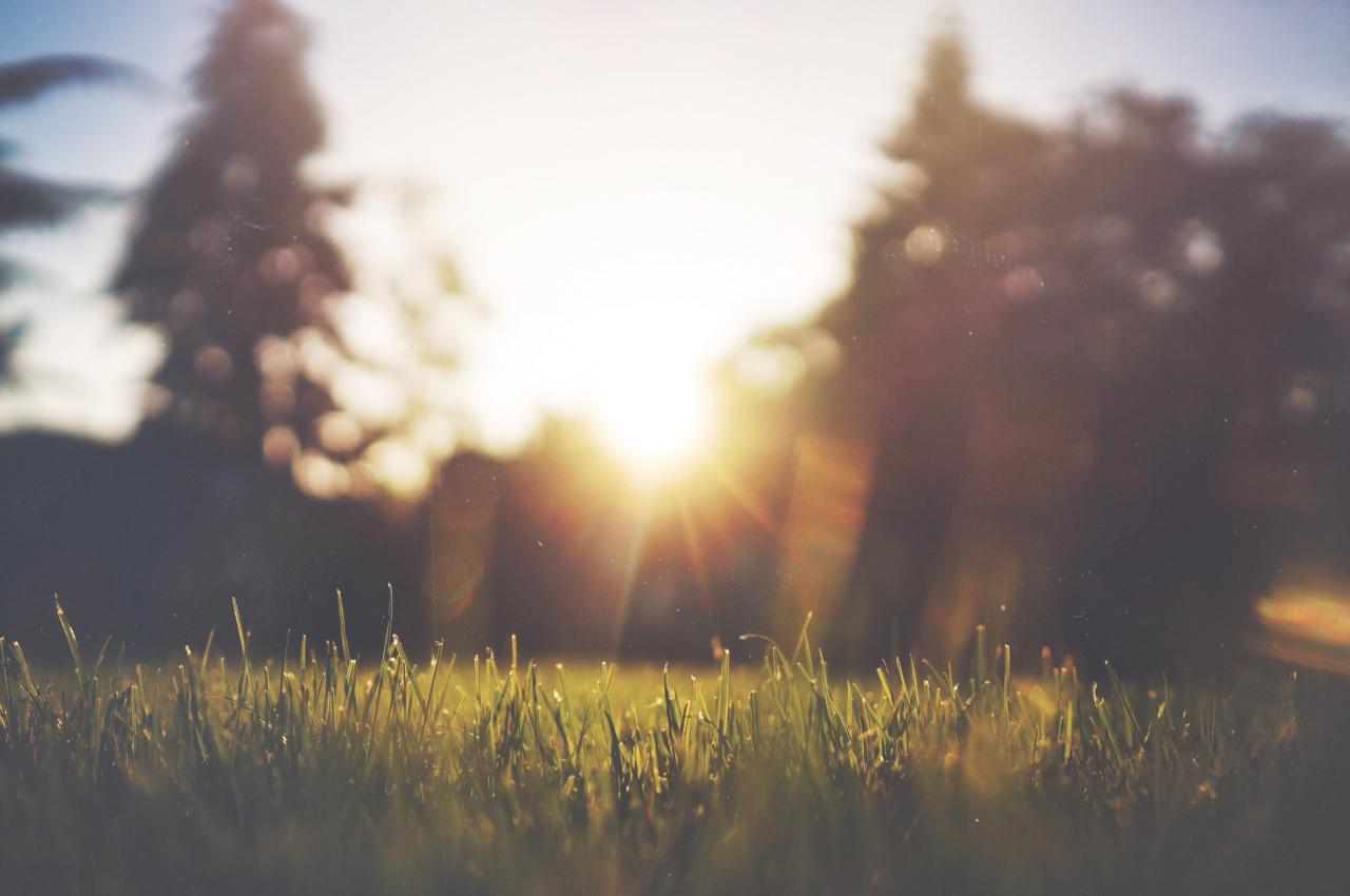 Image of Grass against a Setting Sun