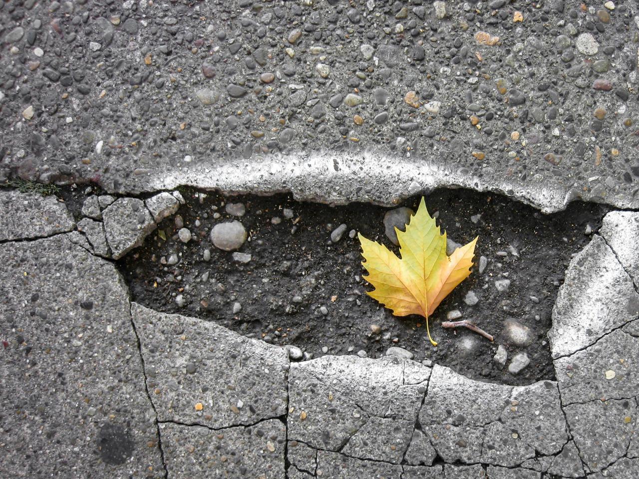 Image of a pothole with a maple leaf in it courtesy of Ian Taylor through Unsplash