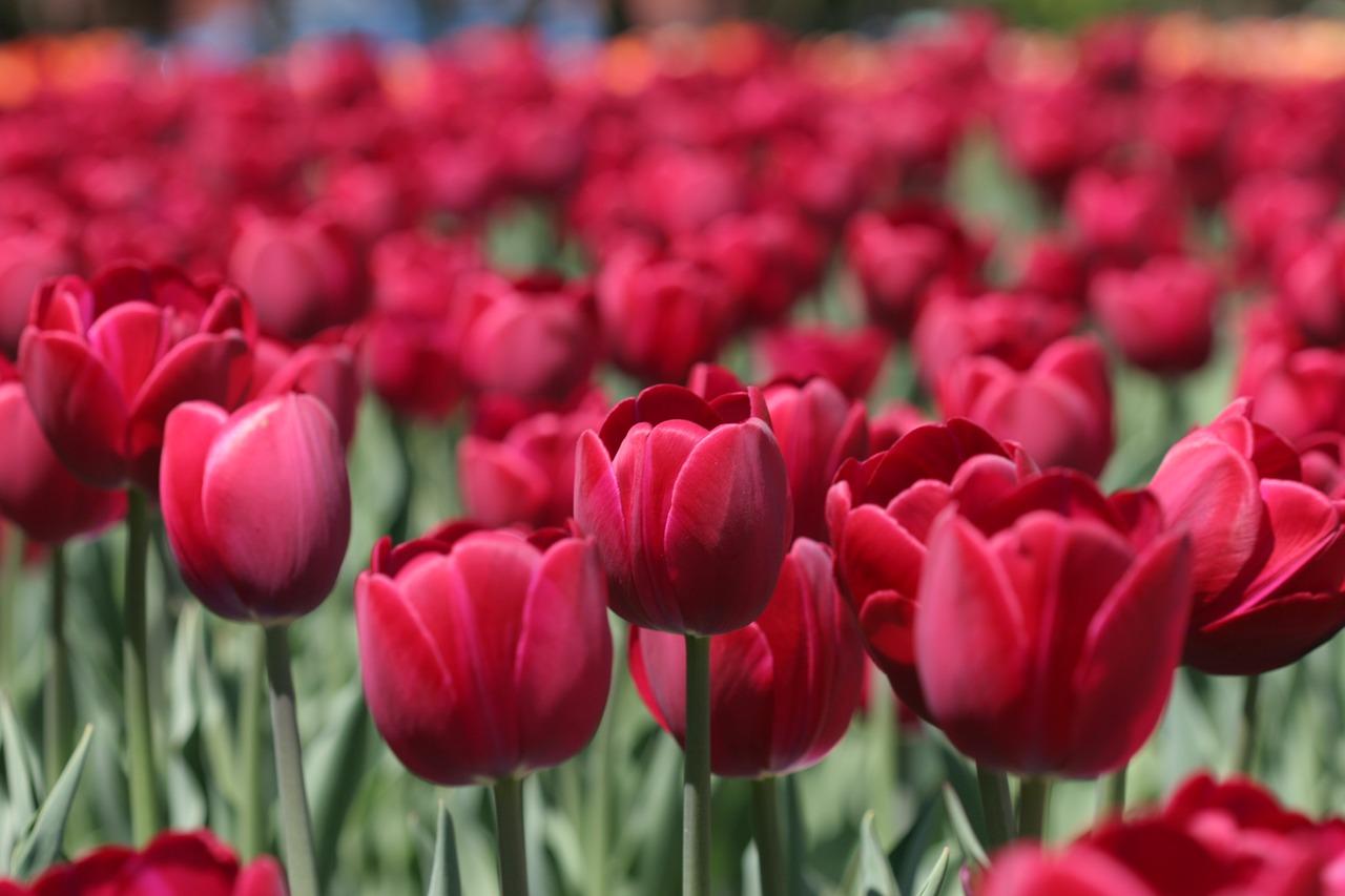 image of a garden of tulips