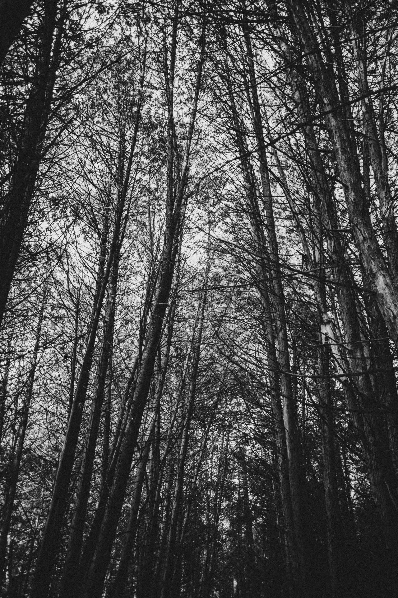 Image of a forest sky in Kettleby, Ontario taken by Patrick Bevan