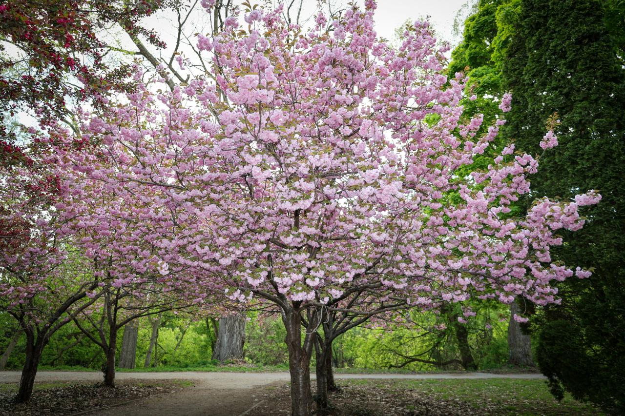 Image of a cherry blossom tree in Ivey Park in London Ontario courtesy of Somkiat Saelek through Unsplash