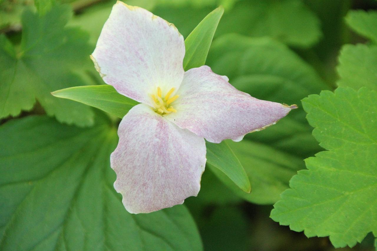 Image of a trillium in spring from Piaxbay