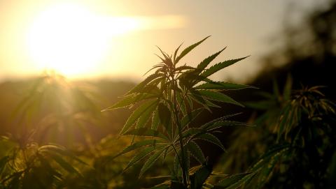 Image of Cannabis from Pixabay