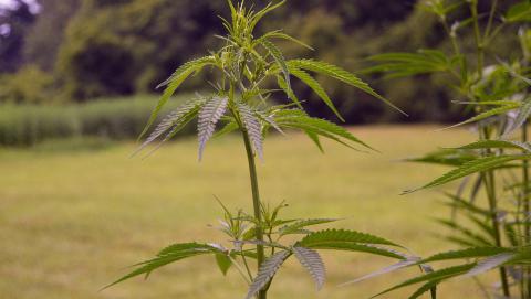 Image of Cannabis from Pixabay