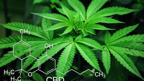 Image of Cannabis from Pixabay