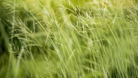 image of grass blowing in the wind