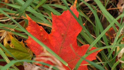 Picture of a Maple Leaf in grass