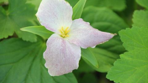 Image of a trillium in spring from Piaxbay