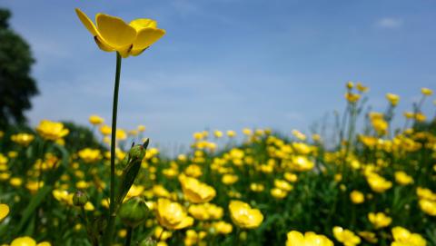 Image of buttercups from Pixabay