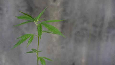 cbd Image from Pixabay