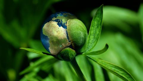 Image of an earth in a plant courtesy of Pixabay