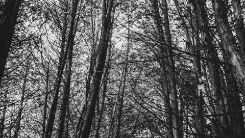Image of a forest sky in Kettleby, Ontario taken by Patrick Bevan