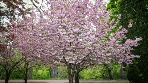 Image of a cherry blossom tree in Ivey Park in London Ontario courtesy of Somkiat Saelek through Unsplash